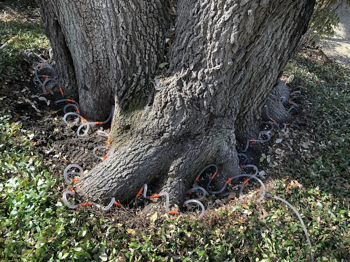 Detailed Tree Cabling and Bracing job site in Mountain Grove