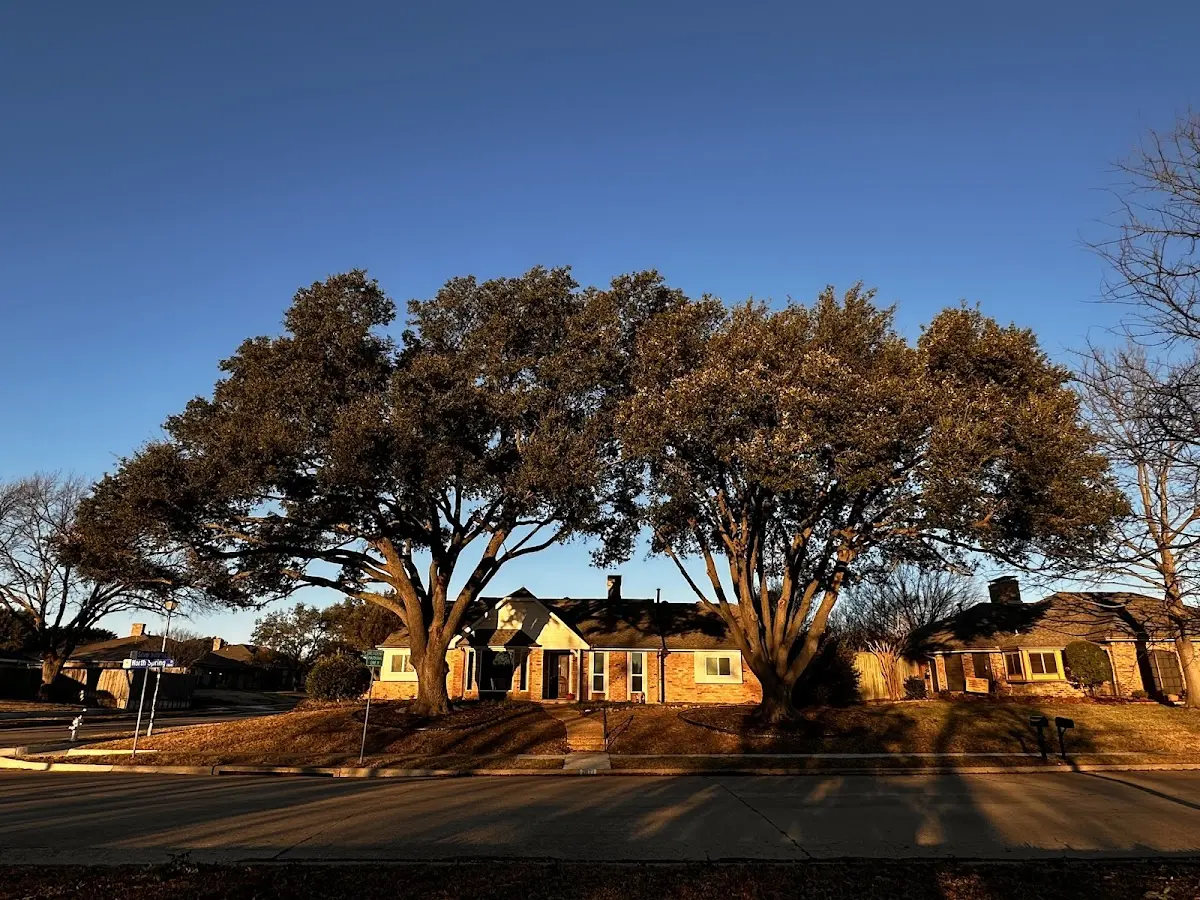 Established residential canopy tree shading a home in Mountain Grove